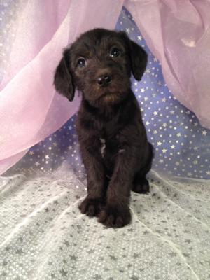 Iowa Puppies for sale, Schnoodle Breeders with Black and White Babies Ready Soon!